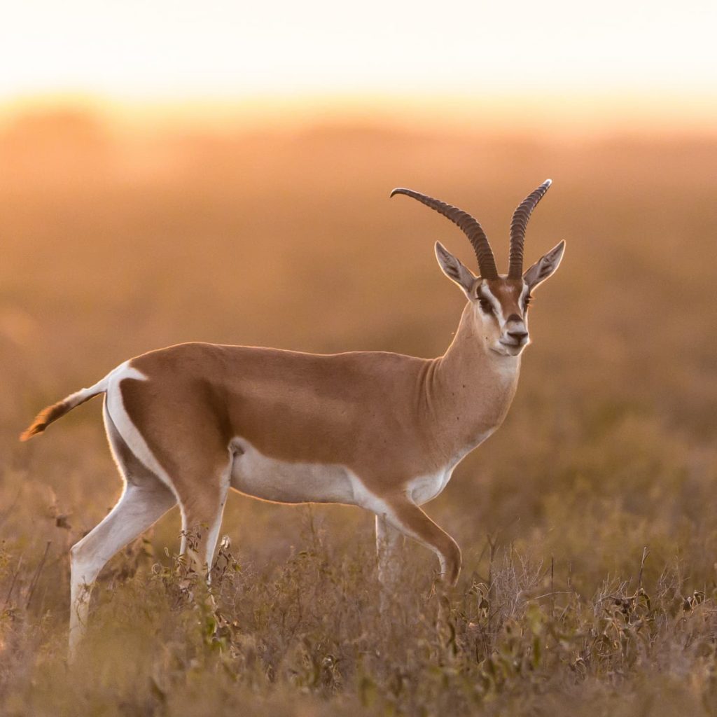 A gazelle walks on the savannah at sunset.