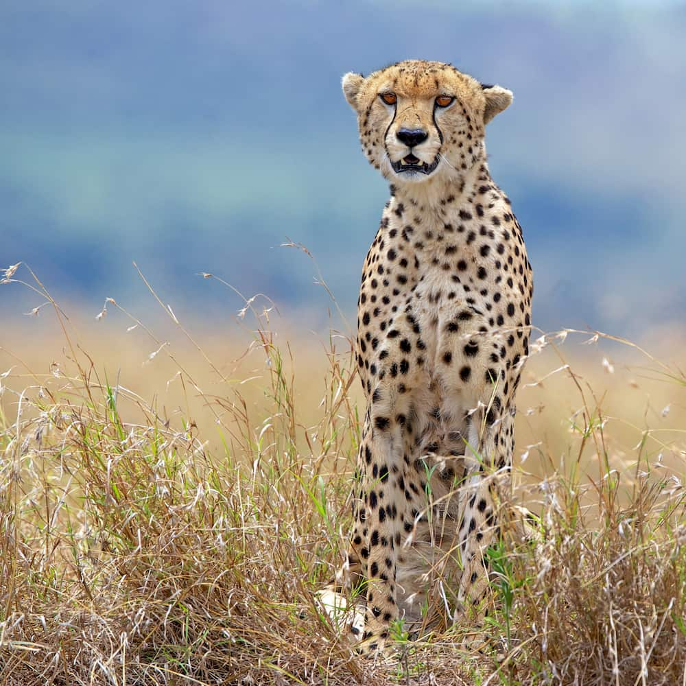 A cheetah stalks its prey in the long grass of the savannah.