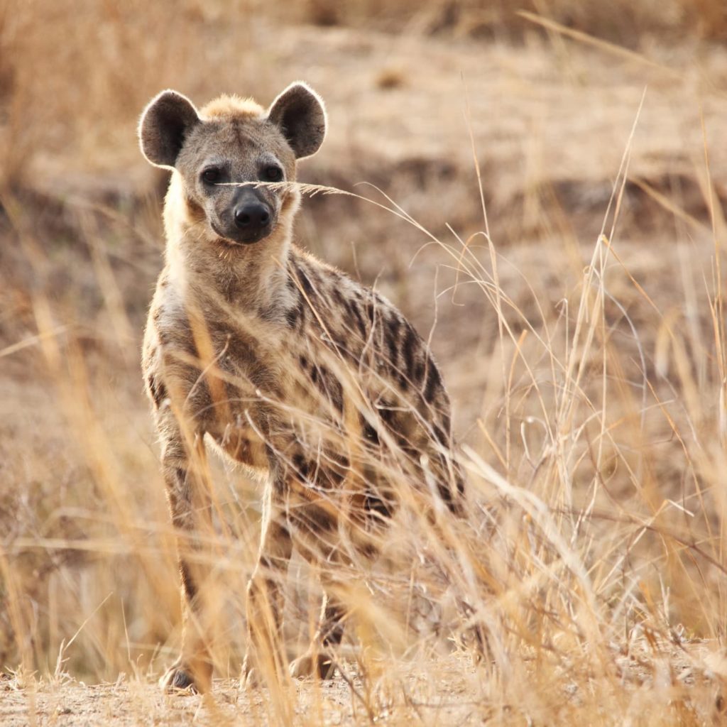 A hyena stalks its prey on the savannah.